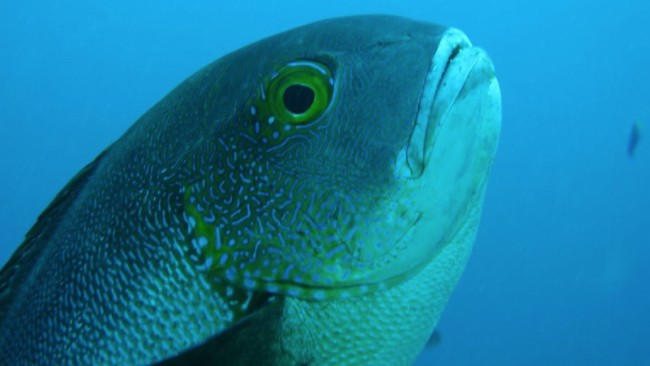 Peneliti temukan ikan kakap tertua di dunia dengan usia 81 tahun, selama ini ikan tertua berusia 60 tahun.