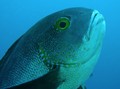 Ikan Tertua di Dunia Ditemukan, Umur 81 Tahun