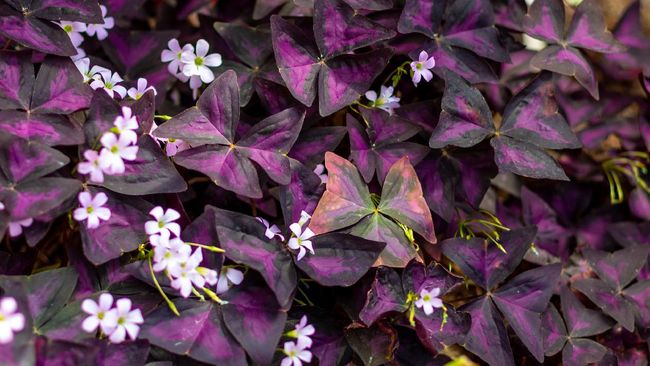 Daun tanaman Oxalis triangularis yang menyerupai sayap kupu-kupu berwarna ungu menawan akan menutup di malam hari dan mekar terbuka di pagi hari.