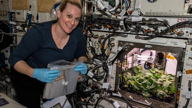 Astronaut NASA panen lobak di stasiun luar angkasa internasional setelah sebelumnya sempat menanam berbagai sayuran hijau.