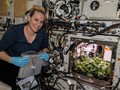 NASA Panen Lobak di Luar Angkasa