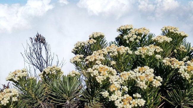 Setelah rusaknya habitat Edelweis di Ranca Upas, Bandung, Indonesia sebenarnya punya sejumlah lokasi yang merupakan habitat dari Bunga Edelweis. 