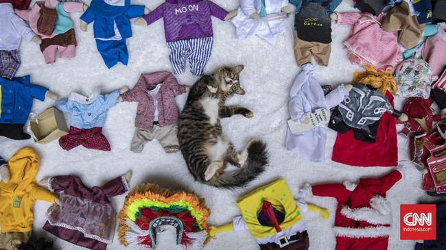 FOTO: Asa Desainer Kostum Kucing Kala Pandemi