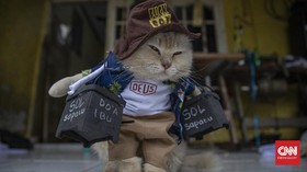 FOTO: Asa Desainer Kostum Kucing Kala Pandemi