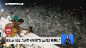 VIDEO: Ribuan Ikan Lompat ke Pantai, Warga Berebut