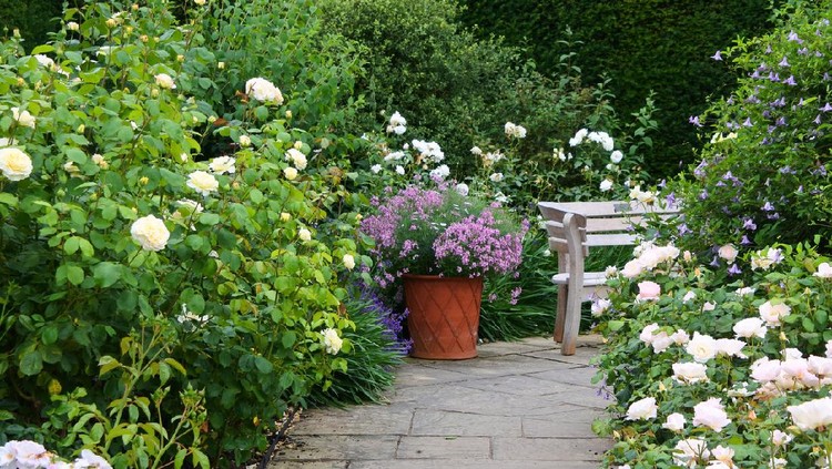 An ornate garden path bordered by white and pink flowering roses complete with wooden bench.
