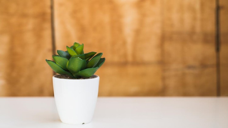 Small artificial indoor plant on a white background