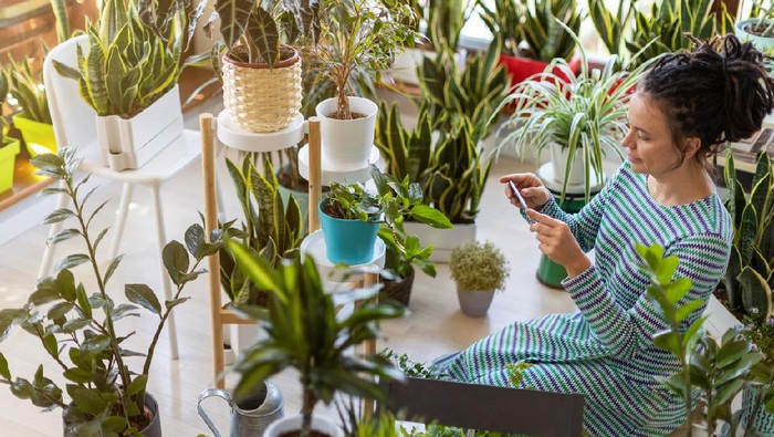 Woman taking photo of potted plant with her smartphone