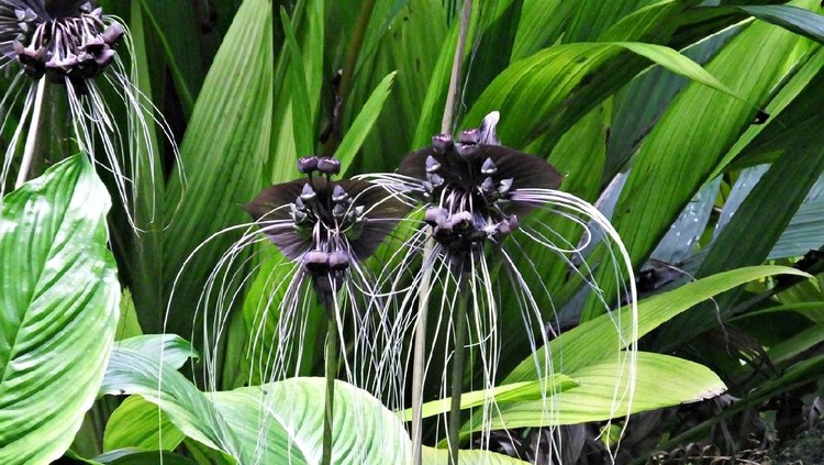 Black Bat Flowers