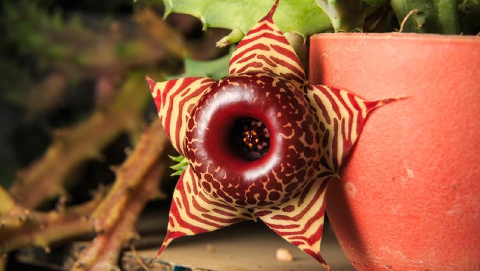 Huernia Zebrina cactus flower