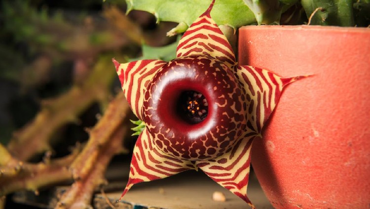 tanaman hias Huernia Zebrina cactus flower