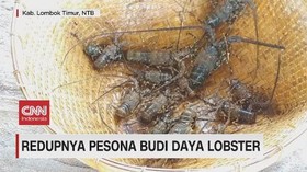 VIDEO: Redupnya Pesona Budi Daya Lobster