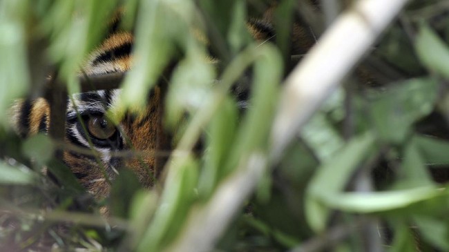 Harimau kedua yang lepas dari Kebun Binatang Sinka Zoo, Singkawang, Kalbar, diamankan usai terkena tembakan bius petugas.