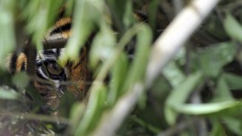 Satu Harimau Lepas dari Sinka Zoo Ditangkap Hidup-hidup