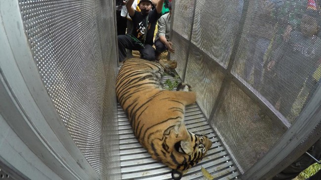 Seekor Harimau Malaya bernama Eko menggit lengan petugas kebersihan berusia 20 tahun.