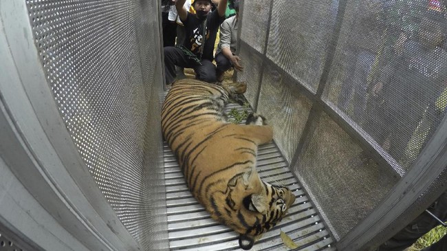 FOTO: Misi Evakuasi Harimau Sumatra Masuk Perangkap di Solok