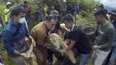 FOTO: Misi Evakuasi Harimau Sumatra Masuk Perangkap di Solok Dua harimau sumatra yang berkeliaran hingga pemukiman berhasil masuk perangkap BKSDA di Danau Kembar, Kabupaten Solok, Sumatera Barat.