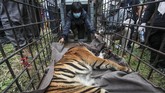 FOTO: Misi Evakuasi Harimau Sumatra Masuk Perangkap di Solok Dua harimau sumatra yang berkeliaran hingga pemukiman berhasil masuk perangkap BKSDA di Danau Kembar, Kabupaten Solok, Sumatera Barat.