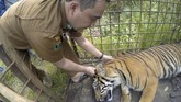 FOTO: Misi Evakuasi Harimau Sumatra Masuk Perangkap di Solok Dua harimau sumatra yang berkeliaran hingga pemukiman berhasil masuk perangkap BKSDA di Danau Kembar, Kabupaten Solok, Sumatera Barat.