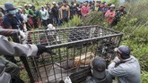FOTO: Misi Evakuasi Harimau Sumatra Masuk Perangkap di Solok Dua harimau sumatra yang berkeliaran hingga pemukiman berhasil masuk perangkap BKSDA di Danau Kembar, Kabupaten Solok, Sumatera Barat.
