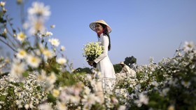 FOTO: Bunga Daisy Bermekaran di Hanoi