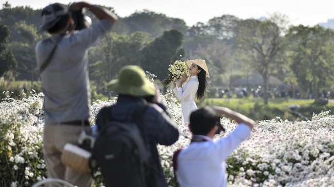 FOTO: Bunga Daisy Bermekaran di Hanoi