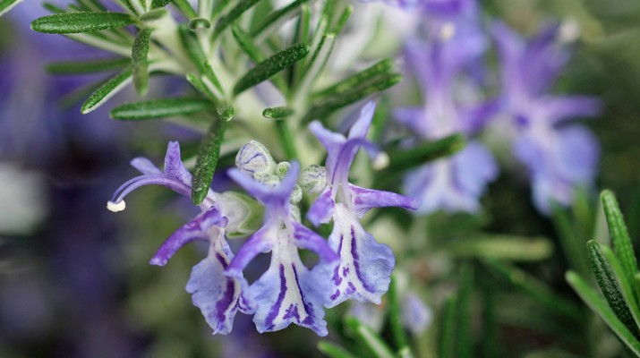 rosemary. Ist