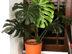 Tanaman Hias Monstera Lagi Hits, Ini Harga dan Cara Perawatannya