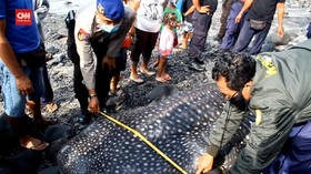 VIDEO: Dalam 1 Bulan, 3 Bangkai Hiu Tutul Terdampar di Pantai