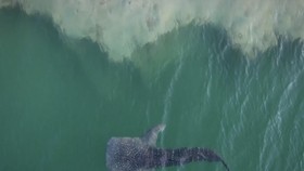 VIDEO: Hiu Paus 6 meter Terjebak di Perairan Abu Dhabi