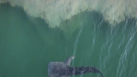 VIDEO: Hiu Paus 6 meter Terjebak di Perairan Abu Dhabi