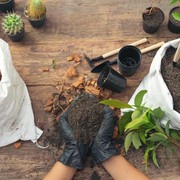 Tidak Perlu Beli, Tanam Sendiri Bahan Makanan Ini di Halaman Rumah!