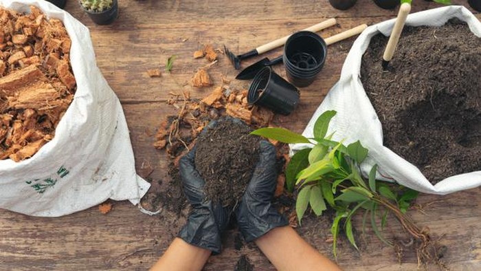 Tidak Perlu Beli, Tanam Sendiri Bahan Makanan Ini di Halaman Rumah!