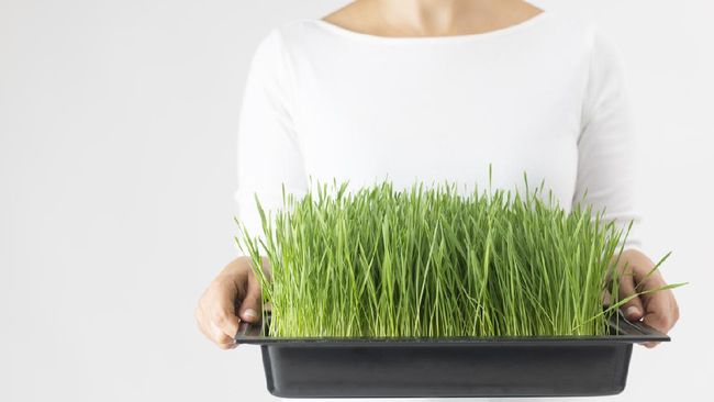 Wheatgrass atau rumput gandum ternyata bisa diolah menjadi jus yang nikmat dan bermanfaat untuk kesehatan tubuh. Berikut 9 manfaat kesehatannya.