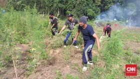 Ladang Ganja 5 Hektare Ditemukan di Madina, Pasok 4 Lapas