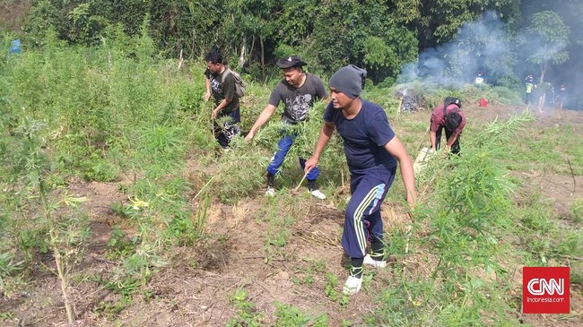 Saat mengembangkan kasus 284 Kg ganja, polisi menemukan ladang seluas 5 hektare di Madina, Sumut, yang dipenuhi dengan pohon tersebut.