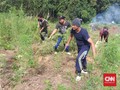 Ladang Ganja 5 Hektare Ditemukan di Madina, Pasok 4 Lapas