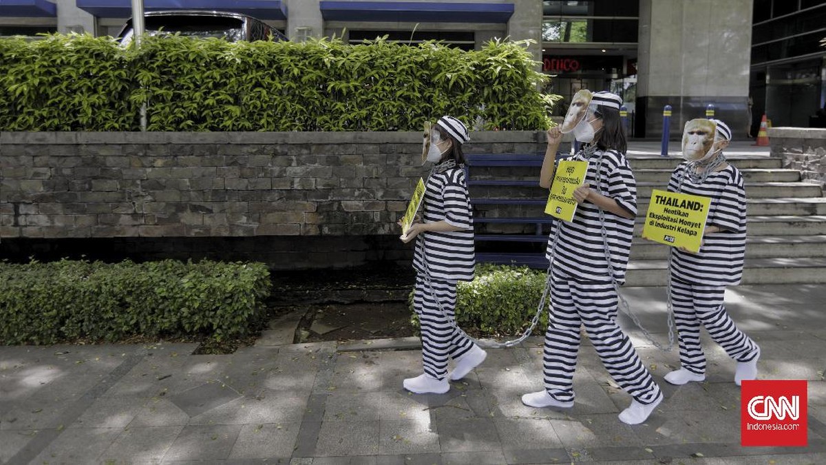 FOTO: Aksi Tolak Eksploitasi Monyet di Thailand