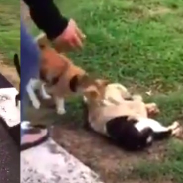 Viral Kucing Mati Ditabrak Motor, Kawanan Kucing Lainnya Datang 'Melayat'