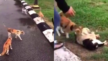 Viral Kucing Mati Ditabrak Motor, Kawanan Kucing Lainnya Datang 'Melayat'