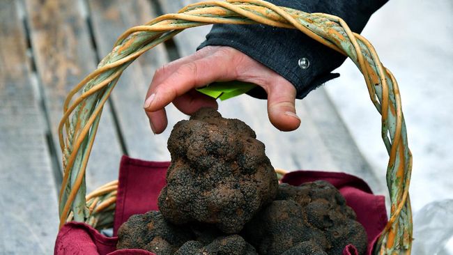 Perburuan Jamur Termahal di Dunia Jadi Warisan Budaya UNESCO Setelah delapan tahun pendaftaran, perburuan truffle Italia berhasil masuk dalam daftar warisan budaya takbenda dunia UNESCO pada Desember 2021.