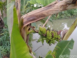 Unik, Pohon Pisang di Lamongan Ini Berbuah dari Tengah Batangnya