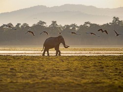 Banjir Berlalu, Taman Nasional Kaziranga Dibuka Kembali