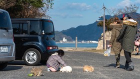 Sejarah Kelam Okunoshima, Pulau yang Kini Dikuasai Kelinci