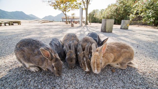 Setelah tak lagi menjadi lokasi laboratorium kimia rahasia, kini Pulau Okunoshima menjadi Pulau Kelinci yang ramai dikunjungi turis.