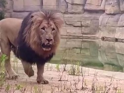 Tak Hanya di New York, 4 Singa di Kebun Binatang Barcelona Terinfeksi Corona