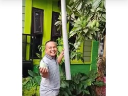 Tampang Senang Bapak-bapak yang Asyik Panen Mangga Pakai Pralon