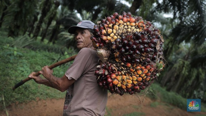 Ilustrasi kelapa sawit. (CNBC Indonesia/Muhammad Sabki)