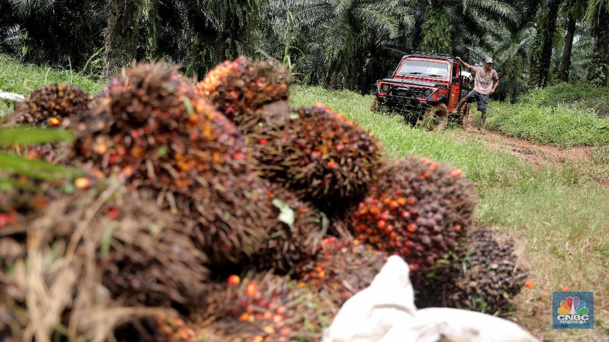 Harga CPO Melompat Efek El Nino, Minggu Depan Jadi Penentuan