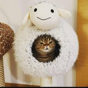 Kenalan dengan Kucing Impian Sobat Online, Lulu dari Kitty Saurus Si Kucing Meme!